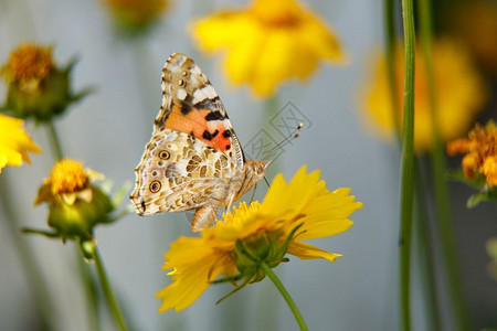 天春一只美丽的蝴蝶饮用黄花蜜在阳光日上一个低深度大型摄影选焦线上的黄花可选择翅膀高清图片素材