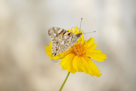 明亮的水平一只美丽蝴蝶饮用黄花蜜在阳光日上一个低深度大型摄影选焦线上的黄花白色自然高清图片素材