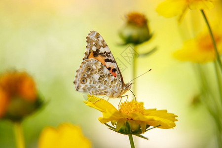 重点一只美丽的蝴蝶饮用黄花蜜在阳光日上一个低深度大型摄影选焦线上的黄花荒野叶子草高清图片素材