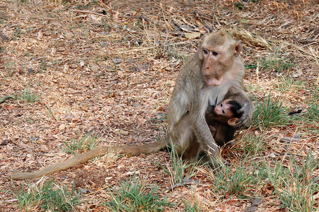 野生动物猴子树高清图片素材