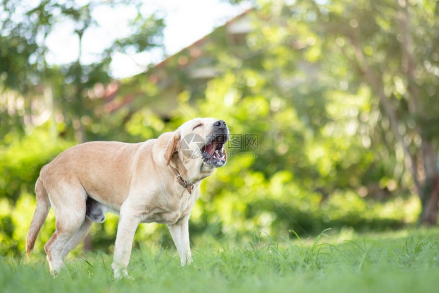 拉布多犬友谊爱狗在公园里叫图片