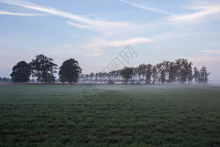 农场天空村草原上的雾清晨在草地上与树木共聚的雾日出与树木共聚图片