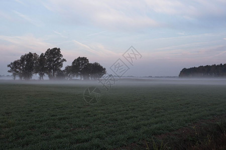 自然温暖的草原上雾清晨在草地上与树木共聚的雾日出与树木共聚景观图片