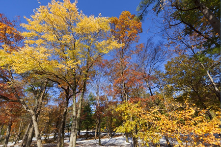 公园里秋季景色图片