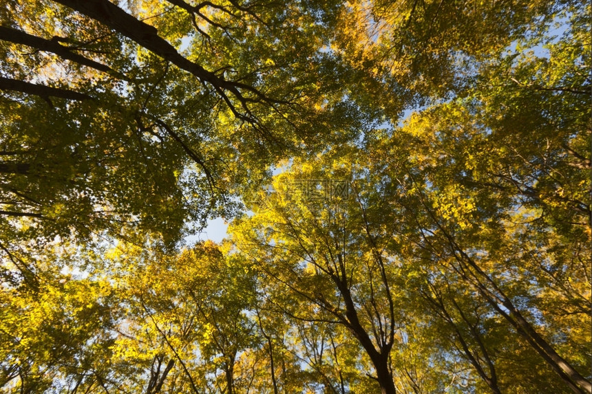 天空植物群美国纽约的丽瀑布风景自然图片