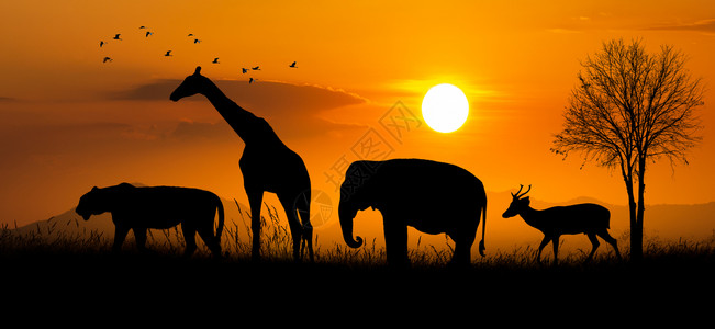 大群非洲野生动物保护概念衬套景观早晨图片