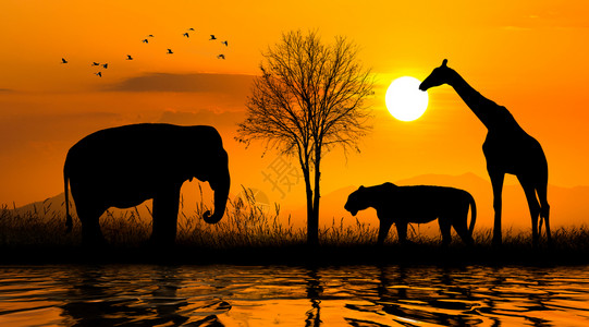 美丽金子大群非洲野生动物保护概念红色的图片