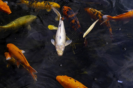 池塘游动的锦鲤图片