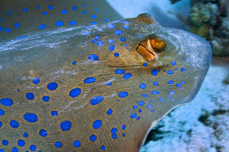 野生动物蓝色的深斑带条尾鱼雷泰尼乌拉淋巴珊瑚礁红海埃及非洲图片