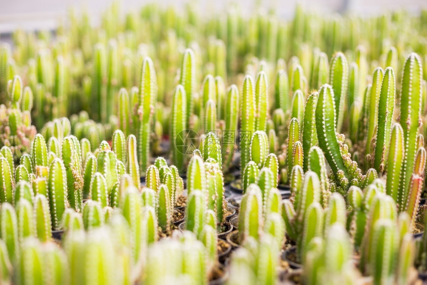 Cactus和纹理或复制空间在锅中用于种植的多仙人掌变排列在行的选择和软焦点多汁的抽象内部图片