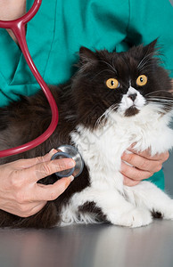 兽医给宠物小猫听诊图片
