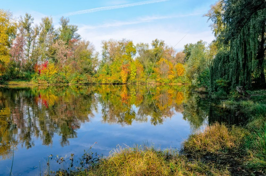 秋水中树木的反射池塘oopicapi湖图片