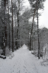 冬季的森林美景图片