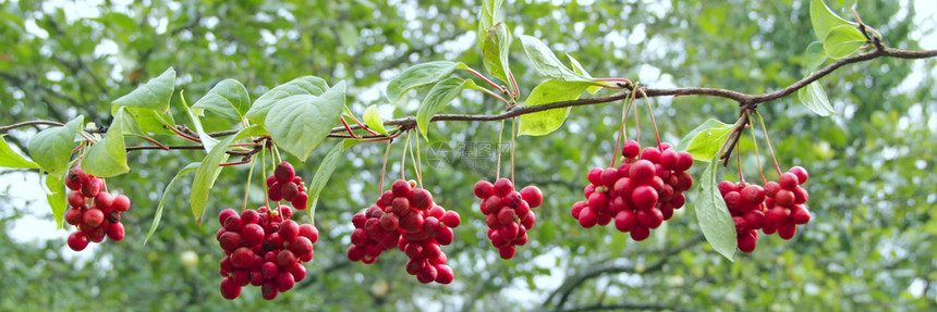 红沙珊德拉树枝在花园里Liana的红沙珊德拉Ripeschizandrachizandra树枝上挂有果实的绿色Schizandr图片