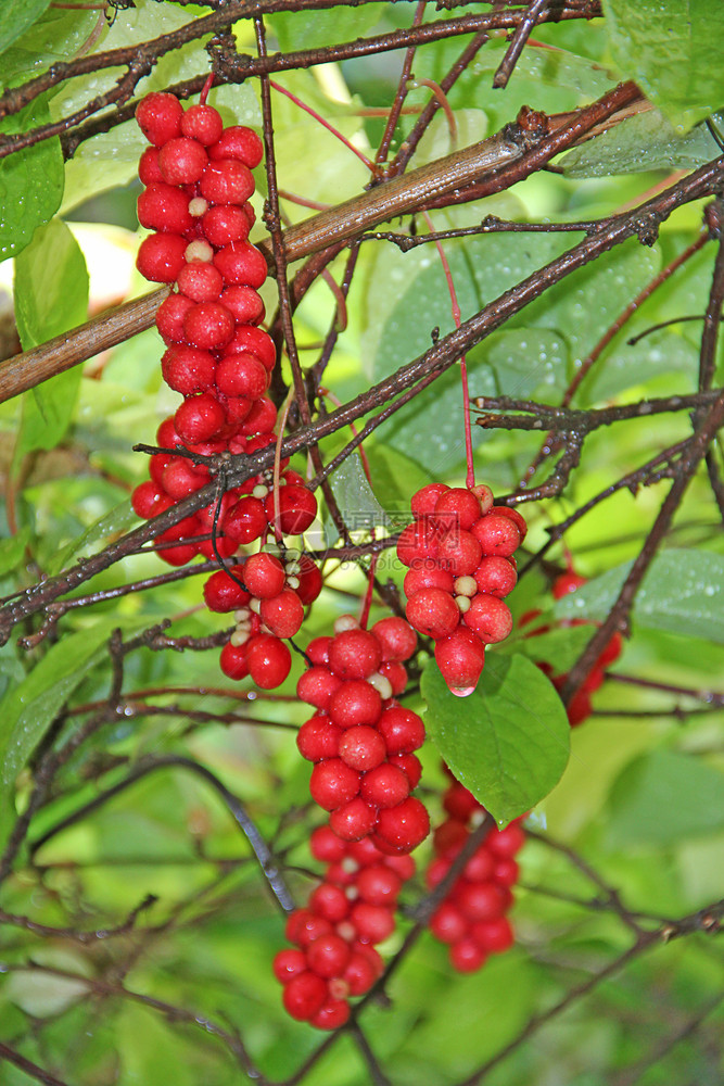 收成秋天红沙珊德拉树枝在花园里Liana的红沙珊德拉Ripeschizandrachizandra树枝上挂有果实的绿色S图片