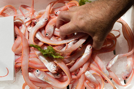 蔚蓝在那不勒斯开放市场中地海鱼类的西波洋葱商人自然凉爽的高清图片素材