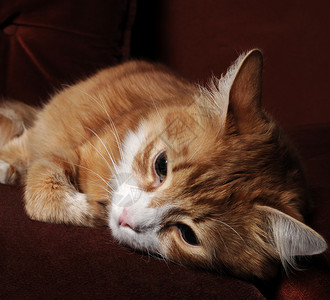躺在沙发上病态的红猫年轻生病了打瞌睡图片