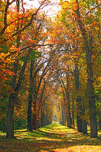 秋天公园的小路图片