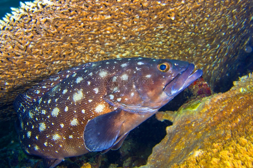 水可爱的小斑点岩礁鳕Epinephheliuscaeruleopunctatus珊瑚礁南阿里环马尔代夫印度洋亚洲水肺图片