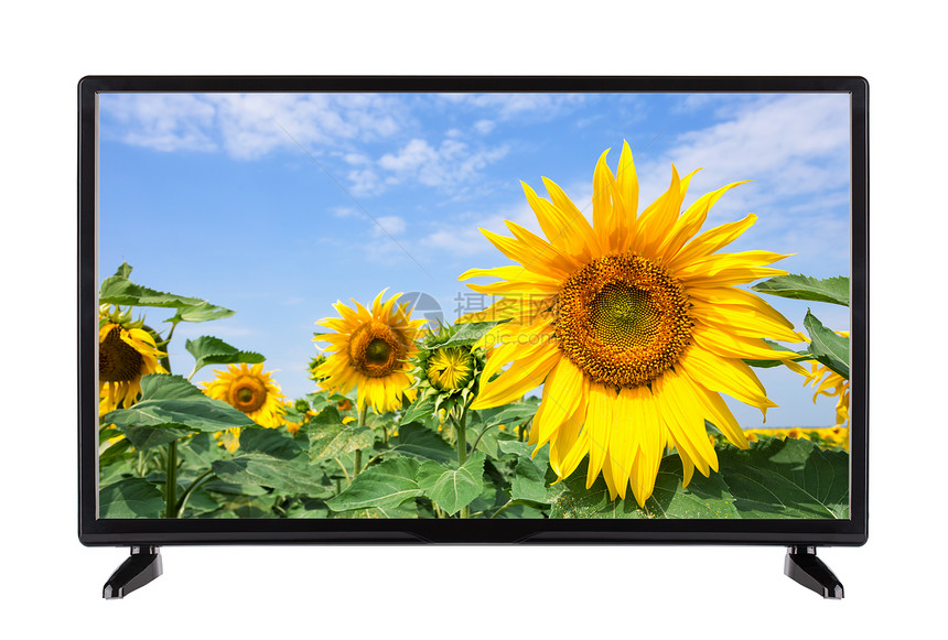 高的等离子体白色平板现代电视机与向日葵相隔离屏幕上则有向日葵相隔离图片