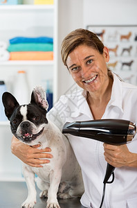 和法国斗牛犬在美容诊所的警犬理发师类晶须有趣的图片