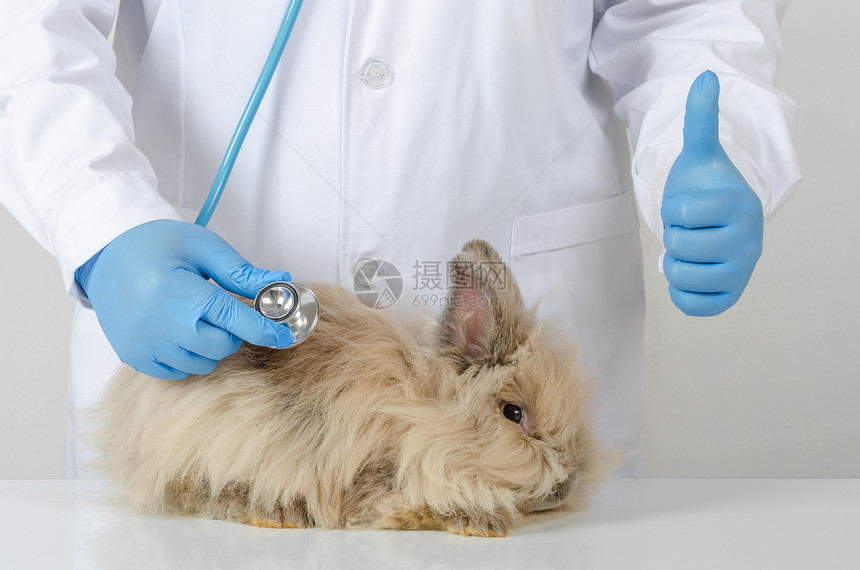 兽医给兔子做检查图片