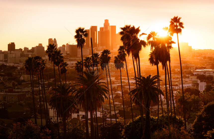 市中心状态摩天大楼美丽的夕阳穿过棕榈树加州洛杉矶图片