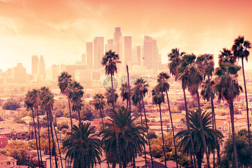 街道风景优美场丽的夕阳穿过棕榈树加州洛杉矶图片
