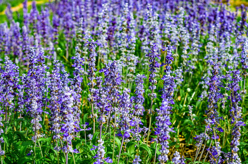 松弛蓝紫花在田里紧闭着有选择焦点香水薰衣草图片