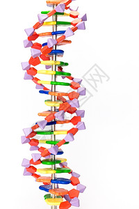 治疗显示学校分子结构的人造DNA模型显示学校分子结构发现疾病图片