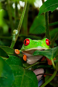 有眼光一只红树青蛙从叶上躲藏处偷窥而出执着脚趾图片