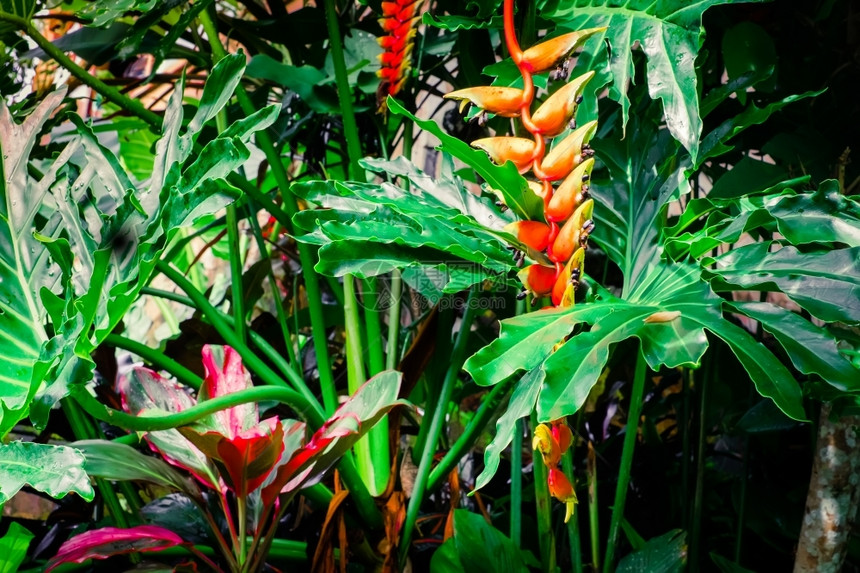 抽象的森林蕨类奇异热带植物和幻想雨林中的花朵图片