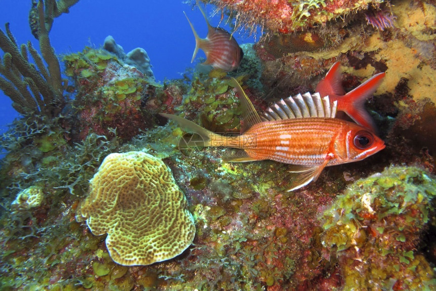 生态临海吉隆LongspineSquirrelfishHolocentrusrufus珊瑚礁加勒比海PlayaGiron古巴图片