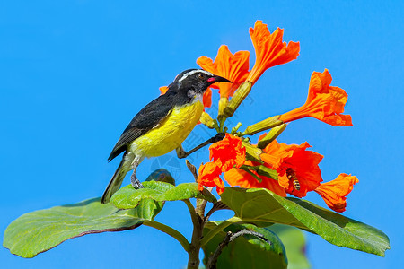 季节动物最佳香蕉鸟在蓝天前坐有橙色花朵的植物上图片