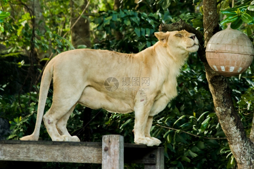 哺乳动物白狮子躺在园的木制平台上狮子座自然图片