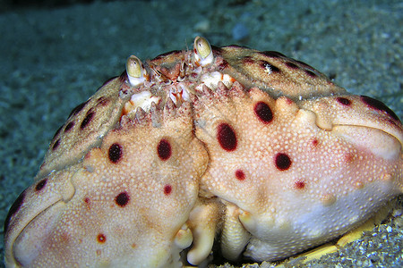 牙体缺损水下粒状体皇家螃蟹卡拉帕格努塔卡博科普蓬塔德卡尔内格里自然公园地中海穆尔西亚班牙欧洲潜艇背景
