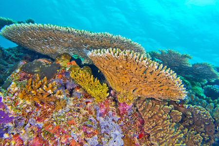 水下栖息地放松珊瑚礁建筑南阿里环岛马尔代夫印度洋亚洲图片