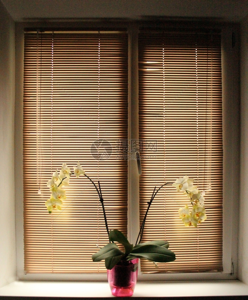 两枝白兰花开的色在窗帘上双向和雅露西一种优的美丽图片