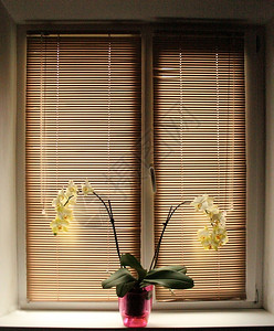 两枝白兰花开的色在窗帘上双向和雅露西一种优的美丽背景图片