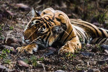 一只雄幼崽和小群虎熊克里希纳在午睡母老虎幼兽野猫图片