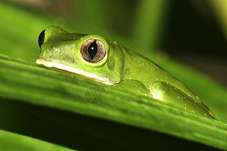 热带绿色青蛙雨林纳波河流域亚马逊厄瓜多尔美洲丽的野生动物自然图片