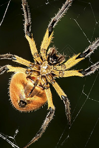 森林美国热带蜘蛛雨林纳波河流域亚马逊厄瓜多尔美洲动物图片