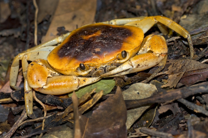 陆地螃蟹热带雨林科瓦多公园奥萨养护区半岛哥斯达黎加中美洲眼睛脊椎动物科斯塔图片
