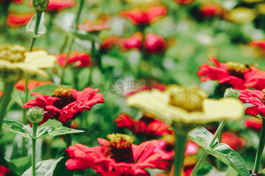 自然红百日草花照片Zinnia是一种开花植物通常生长的装饰物种图片