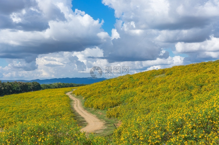 太阳TungBuaTongMexican向日葵田的自然景象泰国兰芒省MaeMohCoal矿山风景自然观花朵TungTong视图点图片