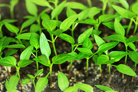 培植蔬菜背景图片