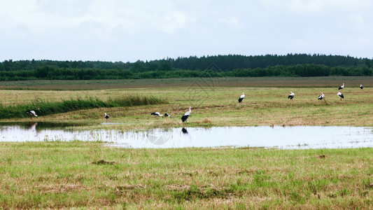 白色的喙一群在俄罗斯选择焦点的Tver地区在一片田上的个小池塘附近休息和吃东西农村草高清图片素材