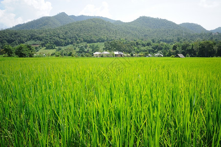 绿色农场泰国北部的稻田文化图片