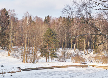 冬季公园河树木和雪图片