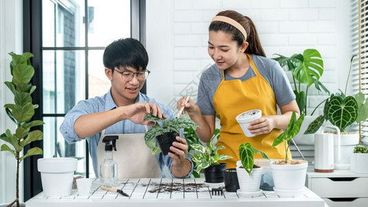 女士人们穿便衣的园丁夫妇将植物移成新锅子和照顾家里房间的植物同时共从事业余活动以及新鲜背景图片